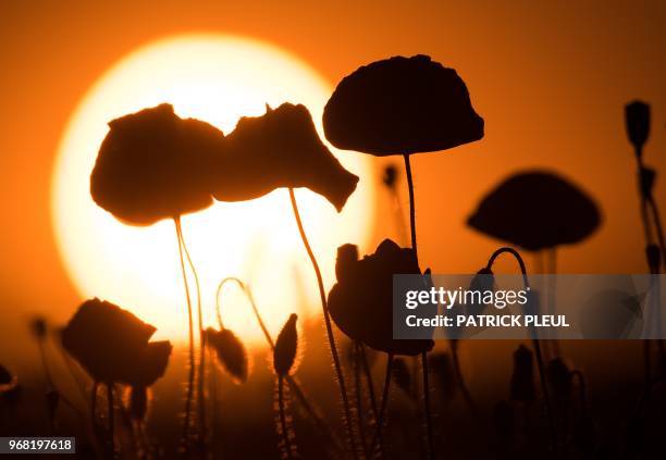 Red poppies standing in a grain field silhouette against the setting sun in Biegen, northeastern Germany, on June 5, 2018. / Germany OUT