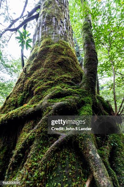 Yakusugiland - although it may sound like a tacky theme park devoted to trees, Yakusugi Land is really more of a nature hiking park. There are short...