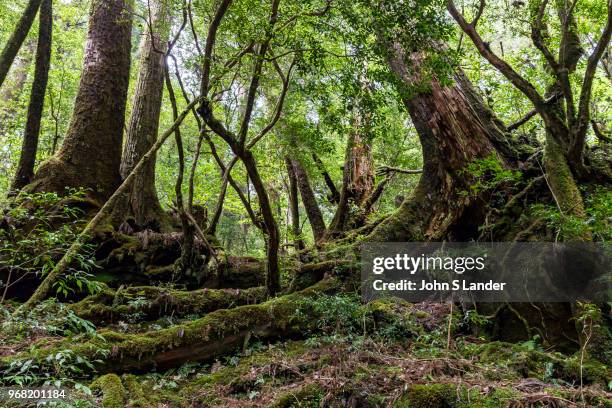 Yakusugiland - although it may sound like a tacky theme park devoted to trees, Yakusugi Land is really more of a nature hiking park. There are short...