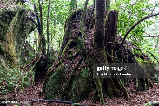 Yakusugiland - although it may sound like a tacky theme park devoted to trees, Yakusugi Land is really more of a nature hiking park. There are short...