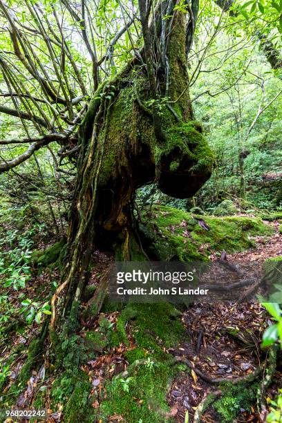 The Shiratani Unsuikyo Ravine is a lush nature park containing many of Yakushima's ancient cedars. This nature reserve offers a network of hiking...