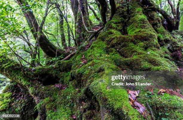 The Shiratani Unsuikyo Ravine is a lush nature park containing many of Yakushima's ancient cedars. This nature reserve offers a network of hiking...