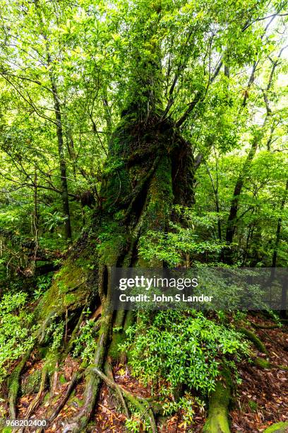 The Shiratani Unsuikyo Ravine is a lush nature park containing many of Yakushima's ancient cedars. This nature reserve offers a network of hiking...