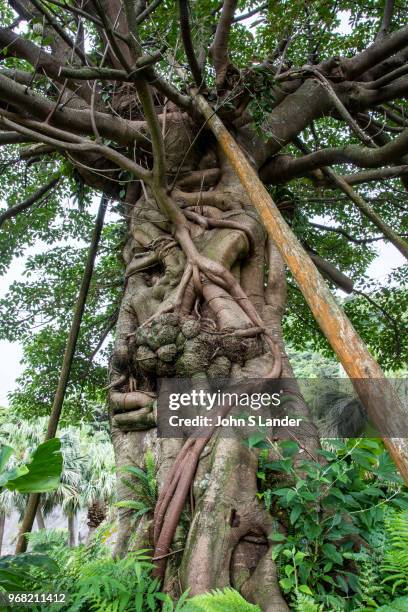 Ficus superba is also called a deciduous fig, sea fig and also a Strangler fig because of its potential to grow and eventually in a way in which the...