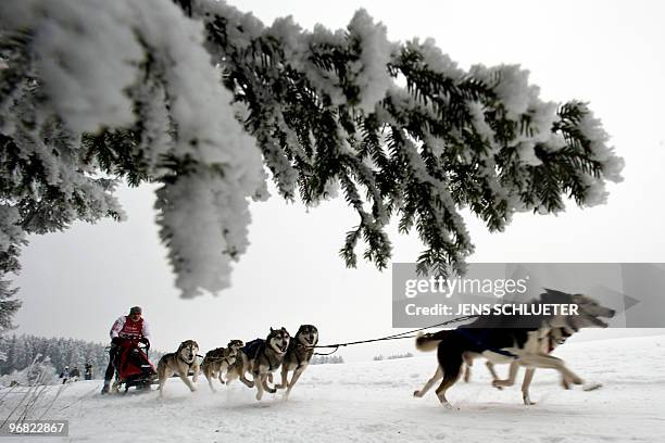 Musher an his dog-sled team compete during the 18th dog sledding in Benneckenstein, central Germany on January 24, 2010. Some 54 mushers with over...