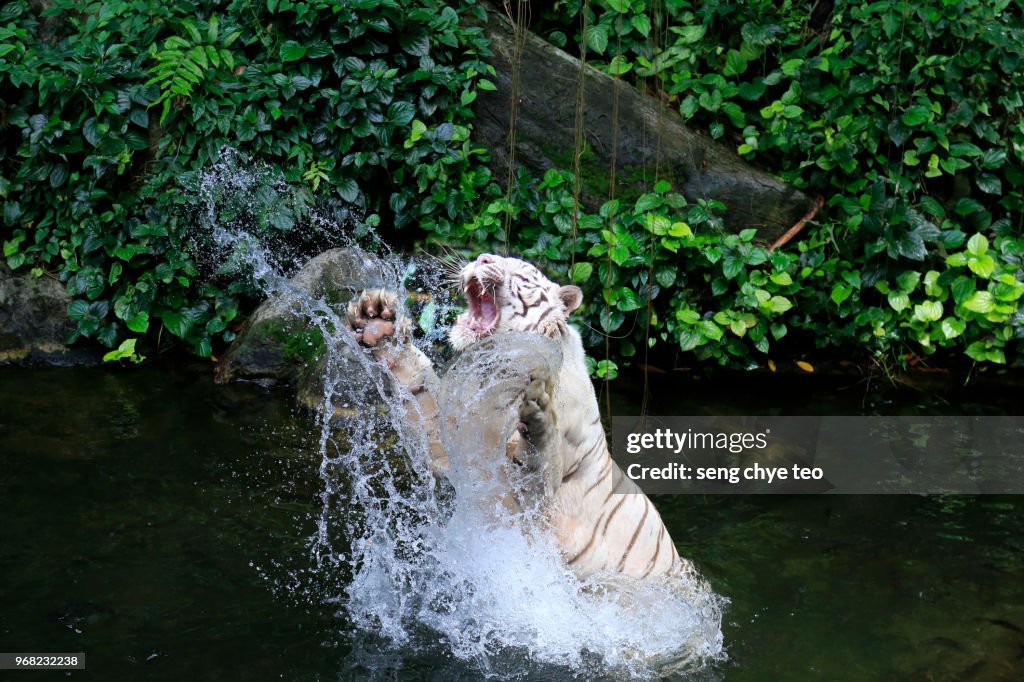 The leaping splash white tiger