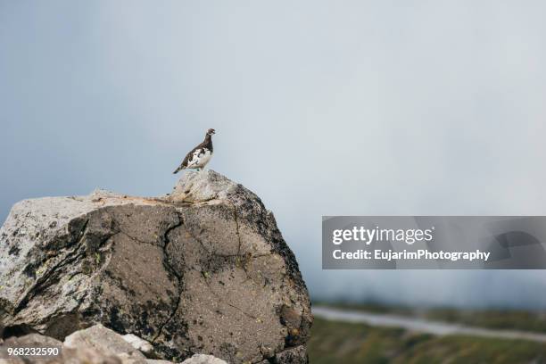 male rock ptarmigan on mount norikura on a cloudy day - ptarmigan stock-fotos und bilder