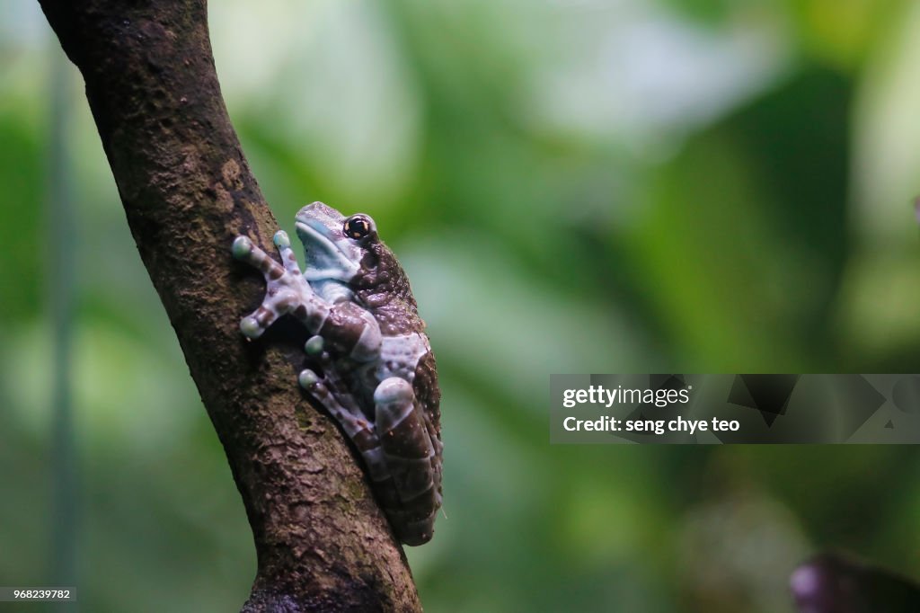 Endangered Azuay marsupial frog