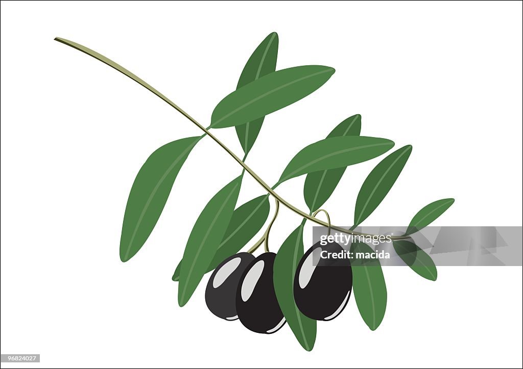 Olive branch
