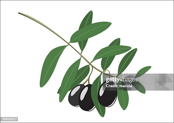 olive branch - olives antipasto stock illustrations