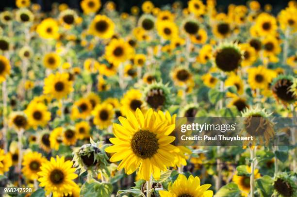 sunflowers in italy - stadt lucca stock pictures, royalty-free photos & images