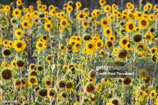 sunflowers in italy - stadt lucca stock pictures, royalty-free photos & images