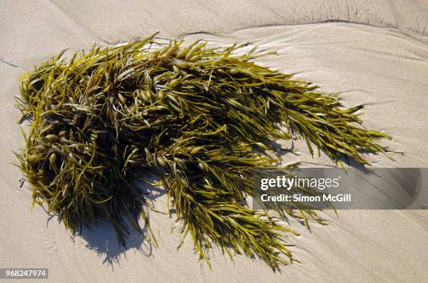 seaweed on wet beach sand - meeresalge stock-fotos und bilder