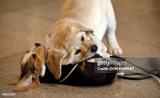 Two puppies play as American Kennel Club officials announce their annual list of the most popular dog breeds in the U.S January 27, 2010 in New York....