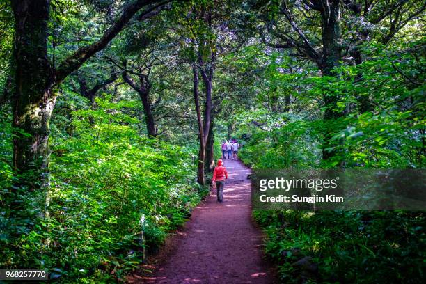 people on the trail of bijarim forest - sungjin kim stock pictures, royalty-free photos & images
