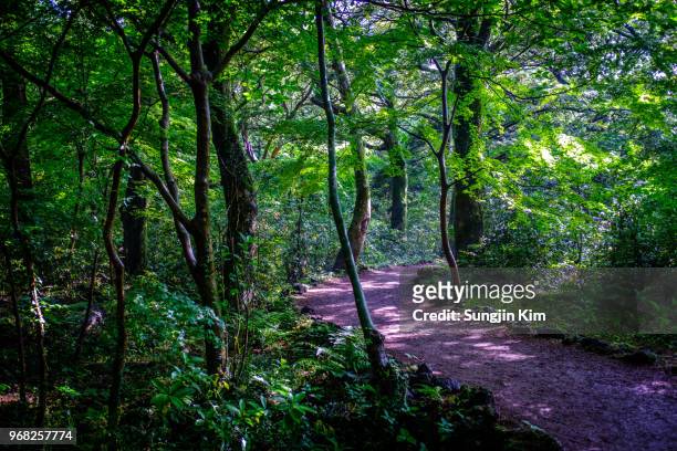 a trail at bijarim forest - sungjin kim stock pictures, royalty-free photos & images