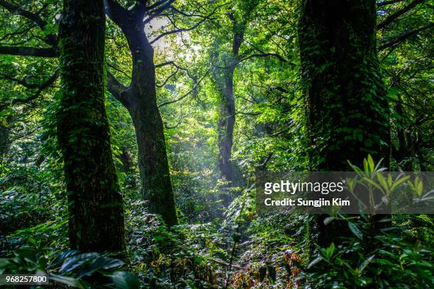deep inside the forest - sungjin kim stock pictures, royalty-free photos & images