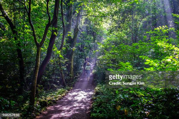 ray of sunlight over the trail - sungjin kim stock pictures, royalty-free photos & images