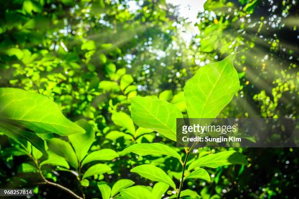 ray of sunlight over the leaves - sungjin kim stock pictures, royalty-free photos & images
