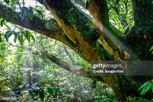 sunbeam is getting through the branch of the tree - sungjin kim stockfoto's en -beelden