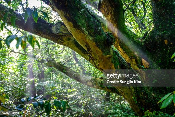 sunbeam is getting through the branch of the tree - sungjin kim stock pictures, royalty-free photos & images