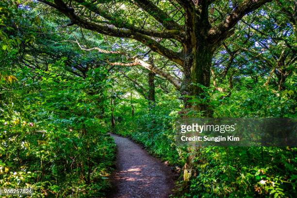 a big tree and trail at bijarim forest - sungjin kim stock pictures, royalty-free photos & images