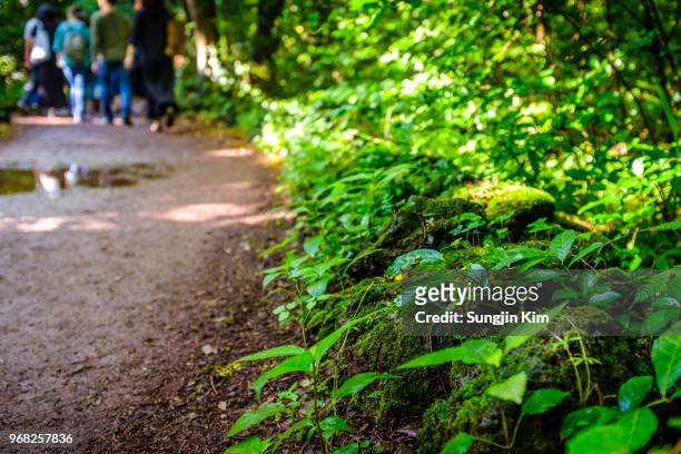 sideview of footpath at bijarim forest - sungjin kim stock pictures, royalty-free photos & images