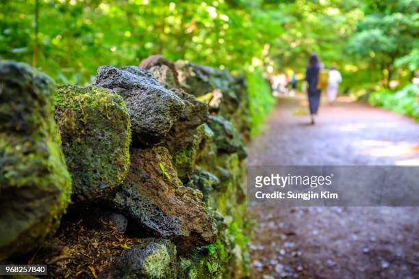 tiny wall made with volcanic rock covered with moss at bijarim forest - sungjin kim stock pictures, royalty-free photos & images
