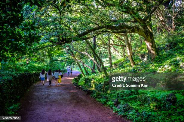 people walking the footpath at bijarim forest - sungjin kim stock pictures, royalty-free photos & images