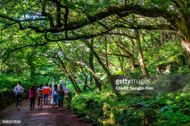 people walking the footpath under the big tree at bijarim forest - sungjin kim stockfoto's en -beelden