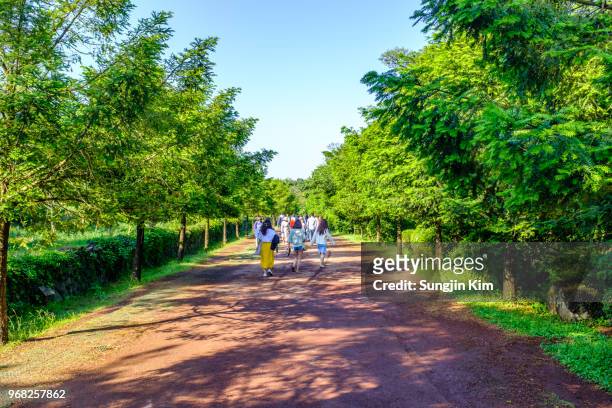 opened and wide footpath at bijarim forest - sungjin kim stock pictures, royalty-free photos & images