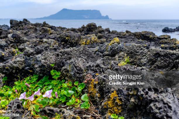 flowers at the volcanic rock on the beach of jeju island - sungjin kim stock pictures, royalty-free photos & images