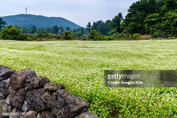 flowers at buckwheat field - sungjin kim stock pictures, royalty-free photos & images