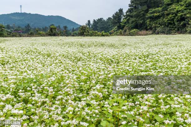 buckwheat flowers in the full bloom - sungjin kim stockfoto's en -beelden