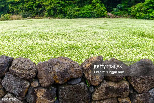 volcano rock wall and buckwheat flower field - sungjin kim stock pictures, royalty-free photos & images