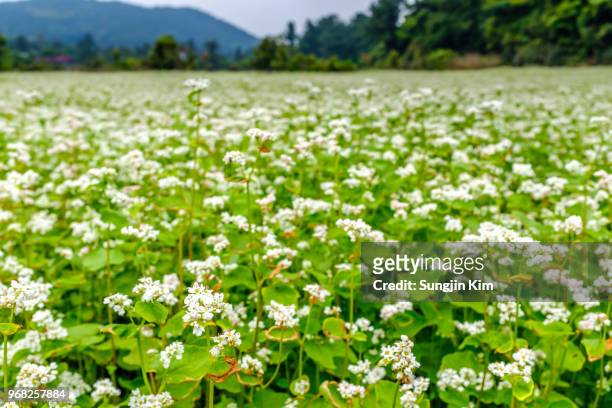 close-up of buckwheat flowers in the fleld - sungjin kim stock pictures, royalty-free photos & images