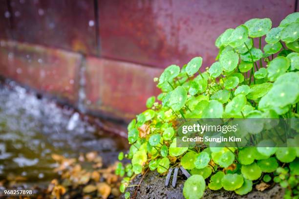 tiny plants at the side of the pond - sungjin kim stockfoto's en -beelden