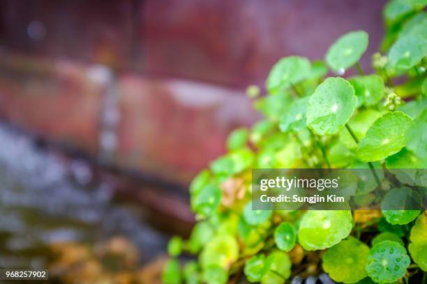 close-up view of tiny plants at the side of the pond - sungjin kim stockfoto's en -beelden