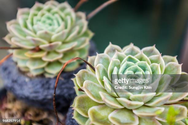 close-up of cactus - sungjin kim stock pictures, royalty-free photos & images