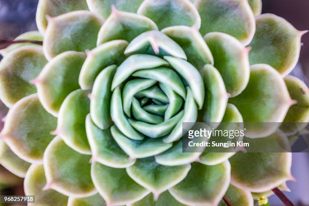 close-up of cactus from above - sungjin kim stock pictures, royalty-free photos & images