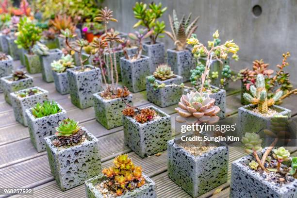 lots of cactus in the flower pot - sungjin kim stockfoto's en -beelden