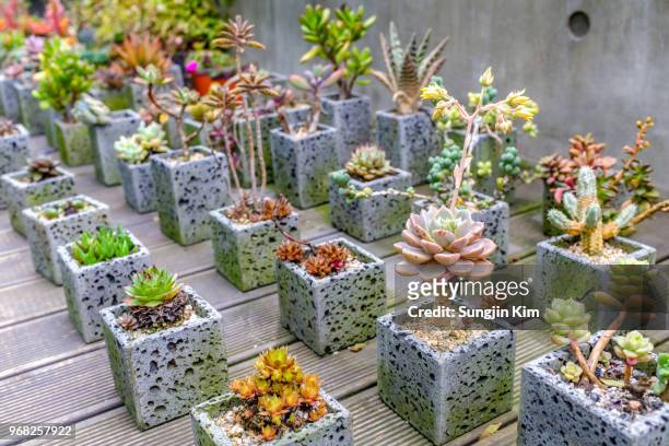 lots of cactus in the flower pot - sungjin kim stock pictures, royalty-free photos & images