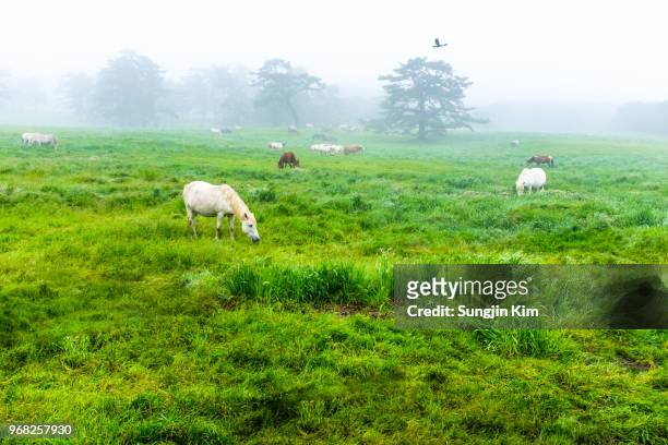 misty landscape of pastureland - sungjin kim stock pictures, royalty-free photos & images