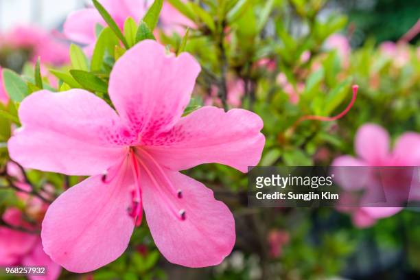 close-up of azalea flowers - sungjin kim stockfoto's en -beelden