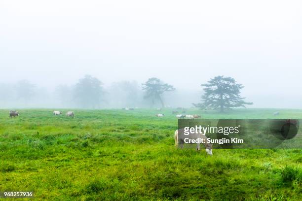 misty landscape of pastureland - sungjin kim stock pictures, royalty-free photos & images
