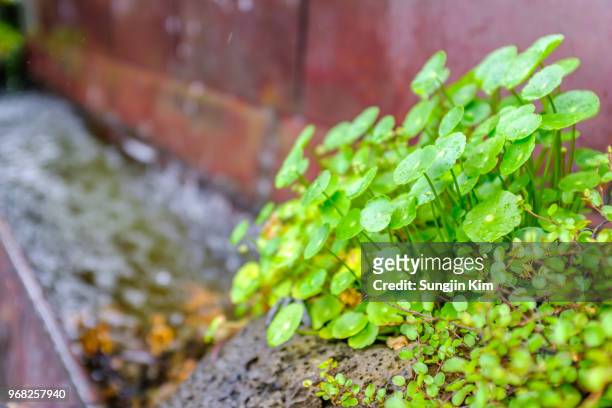 tiny plants at the side of the pond - sungjin kim stock pictures, royalty-free photos & images
