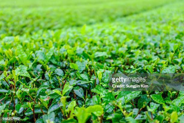 close-up of tea leaf with raindrop - sungjin kim stock pictures, royalty-free photos & images