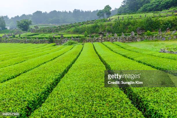 landscape of tea plantation - sungjin kim stock pictures, royalty-free photos & images