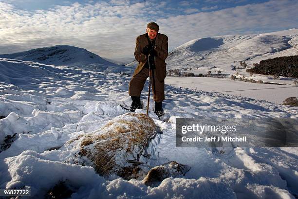 Peter Fraser head stalker on the Invercauld Estate inspects a dead dear in Glen Clunie on February 18, 2010 in Braemar, Scotland. Many deer are...