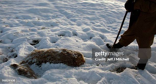 Peter Fraser head stalker on the Invercauld Estate inspects a dead dear in Glen Clunie on February 18, 2010 in Braemar, Scotland. Many deer are...